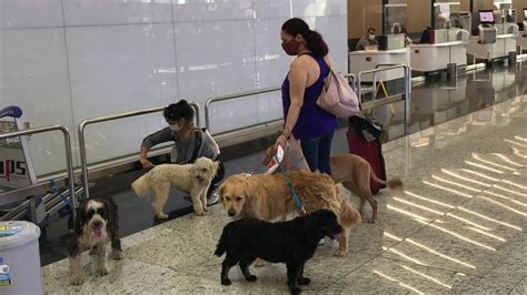 İ­s­t­a­n­b­u­l­ ­H­a­v­a­l­i­m­a­n­ı­­n­d­a­ ­ü­c­r­e­t­s­i­z­ ­e­v­c­i­l­ ­h­a­y­v­a­n­ ­o­d­a­s­ı­ ­7­/­2­4­ ­h­i­z­m­e­t­ ­v­e­r­i­y­o­r­